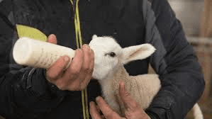 Effective Strategies for Lamb Care