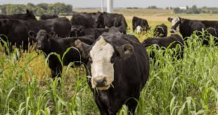 Proper Animal Grazing and Preservation Techniques