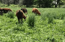 Proper Animal Grazing and Preservation Techniques