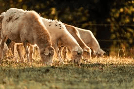 Proper Animal Grazing and Preservation Techniques