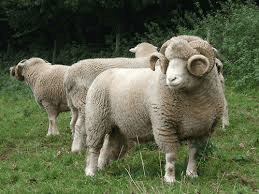 Understanding Wool Breeds: Types, Characteristics, and Uses