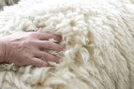 Understanding Wool Breeds: Types, Characteristics, and Uses