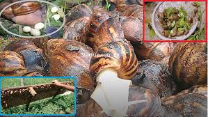 Challenges and Potential of Snail Farming