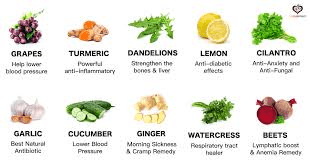 Common Medicinal Plants and Their Properties: A Guide to Nature's Remedies Common Medicinal Plants and Their Properties: A Guide to Nature's Remedies