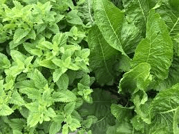 Common Medicinal Plants and Their Properties: A Guide to Nature's Remedies Common Medicinal Plants and Their Properties: A Guide to Nature's Remedies