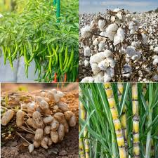 Major Food and Cash Crops Grown Around the World Major Food and Cash Crops Grown Around the World