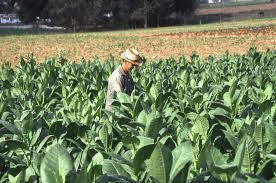 Major Food and Cash Crops Grown Around the World Major Food and Cash Crops Grown Around the World