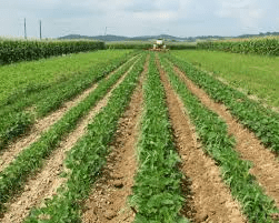 Crop Rotation and Soil Fertility: Enhancing Agricultural Productivity