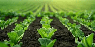 Crop Rotation and Soil Fertility: Enhancing Agricultural Productivity