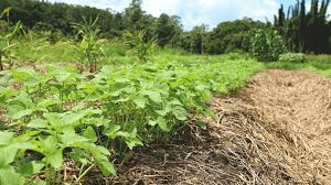 Crop Rotation and Soil Fertility: Enhancing Agricultural Productivity