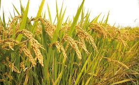 Understanding Cereal Crops: Importance, Types, and Cultivation Understanding Cereal Crops: Importance, Types, and Cultivation