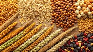 Understanding Cereal Crops: Importance, Types, and Cultivation Understanding Cereal Crops: Importance, Types, and Cultivation