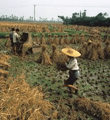 Understanding Cereal Crops: Importance, Types, and Cultivation Understanding Cereal Crops: Importance, Types, and Cultivation