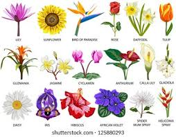 Different Types Of Flowers And Their Characteristics