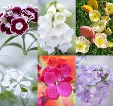 Different Types Of Flowers And Their Characteristics