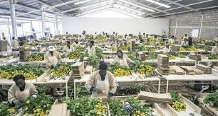 The Global Flower Trade and Industry