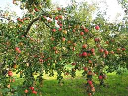 Fruit Cultivation Techniques