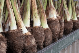 Roots and Tuber Crops: Types, Cultivation, and Uses