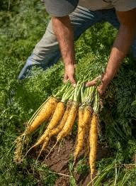 Roots and Tuber Crops: Types, Cultivation, and Uses