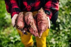 Roots and Tuber Crops: Types, Cultivation, and Uses