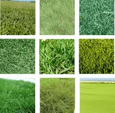 Different Types Of Grasses And Their Uses