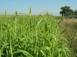 Different Types Of Grasses And Their Uses