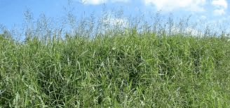 Importance Of Grasses For Soil Health And Erosion Control