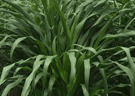 Importance Of Grasses For Soil Health And Erosion Control