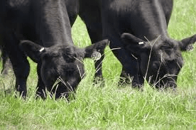 Grassland Management Practices