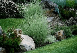 Grasses in Landscaping: A Comprehensive Guide