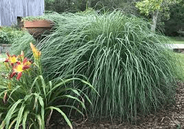 Grasses in Landscaping: A Comprehensive Guide