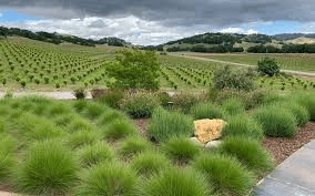 Grasses in Landscaping: A Comprehensive Guide