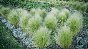 Grasses in Landscaping: A Comprehensive Guide