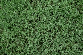 Types Of Turf Grasses