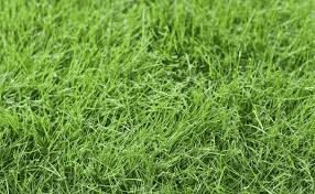 Types Of Turf Grasses