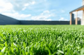 All About Turf Grasses You Should Know About