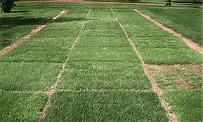 All About Turf Grasses