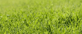 All About Turf Grasses