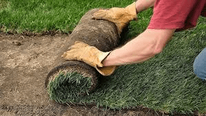 All About Turf Grasses