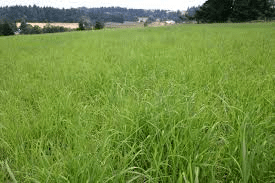 Forage Grasses