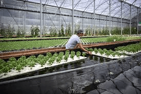 Aquaponics Farming Guide: Combining Fish Farming with Hydroponics in A Closed System