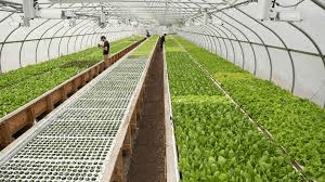 Aquaponics Farming Guide: Combining Fish Farming with Hydroponics in A Closed System