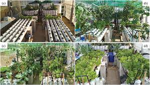 Aquaponics Farming Guide: Combining Fish Farming with Hydroponics in A Closed System