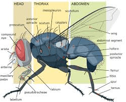 Insects