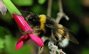 Insects