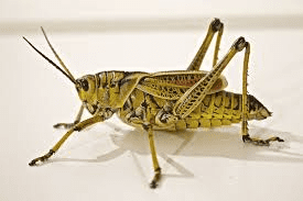 Insects