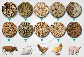 Nutritional Requirements of Animal Feeds