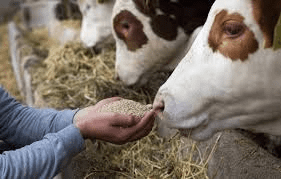 Nutritional Requirements of Animal Feeds