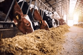 Nutritional Requirements of Animal Feeds