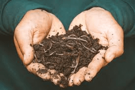 Understanding Nematodes: Types, Impact, and Control Methods Nematodes